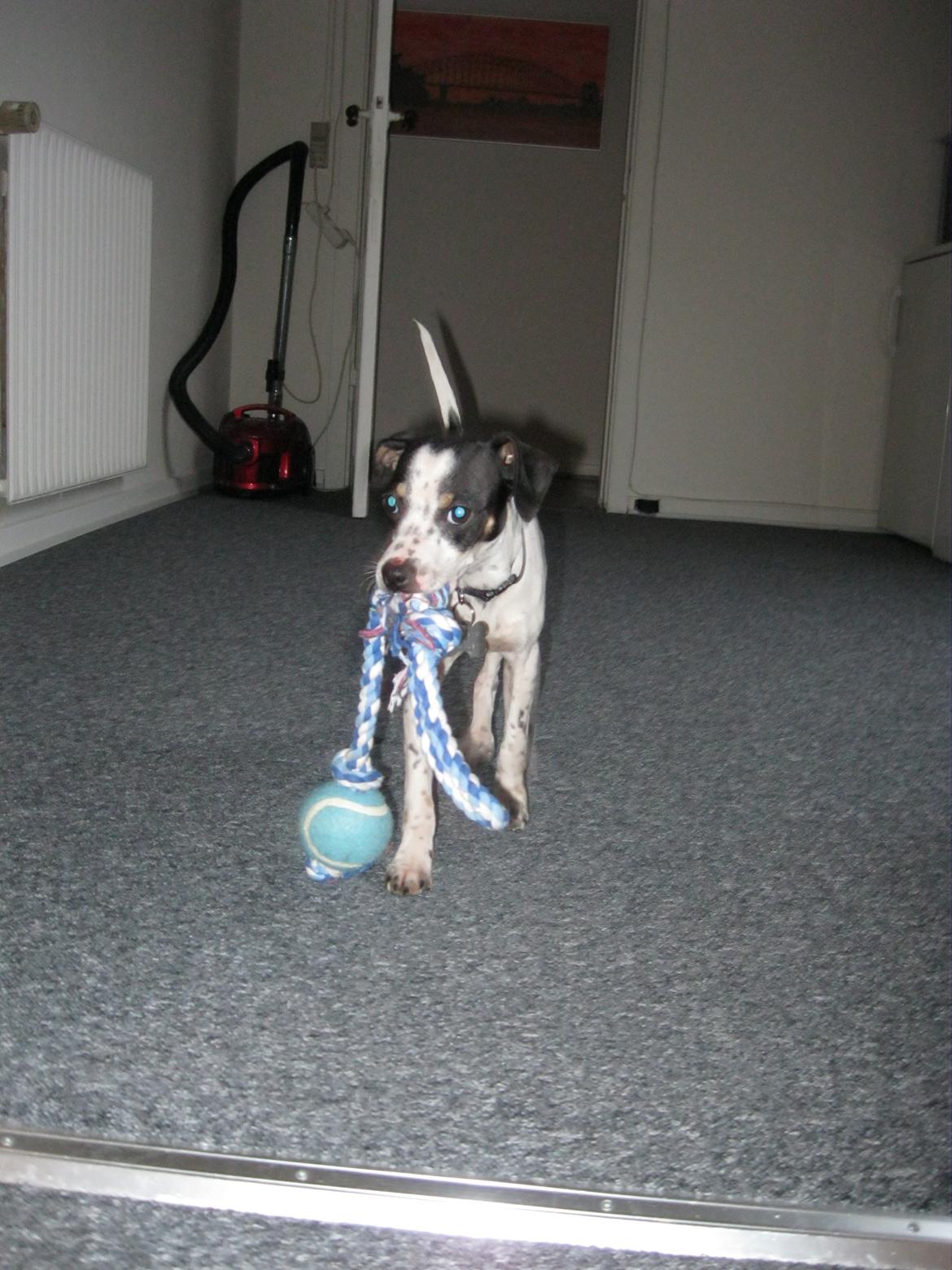 Dansk svensk gaardhund Dixie (bor hos en anden) billede 14