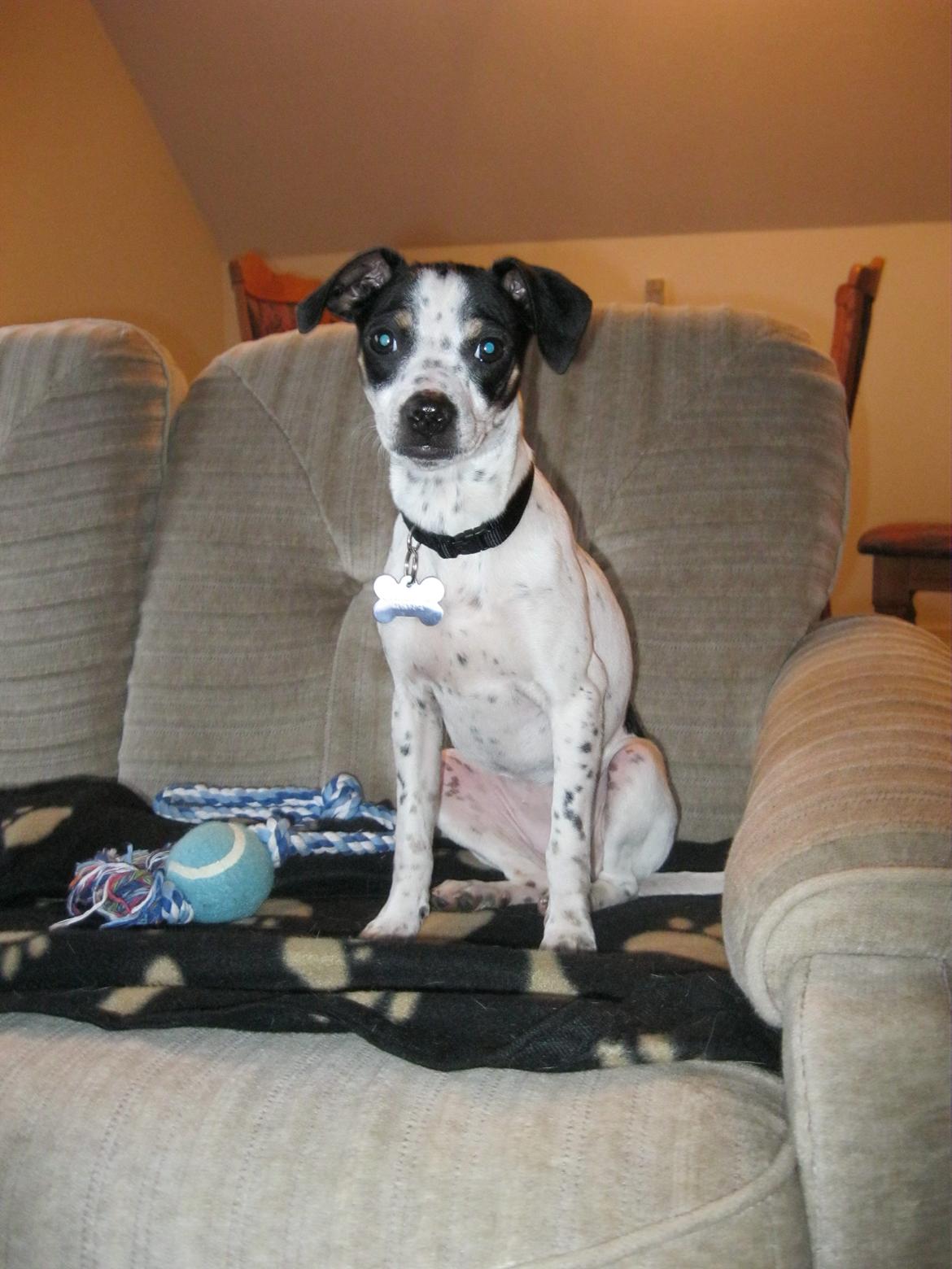 Dansk svensk gaardhund Dixie (bor hos en anden) billede 17