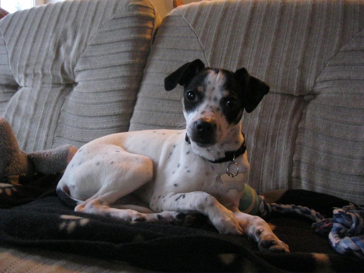 Dansk svensk gaardhund Dixie (bor hos en anden) billede 18