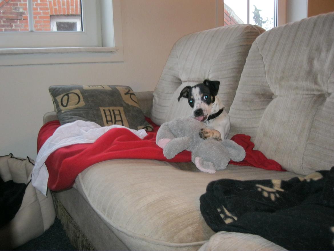 Dansk svensk gaardhund Dixie (bor hos en anden) billede 19