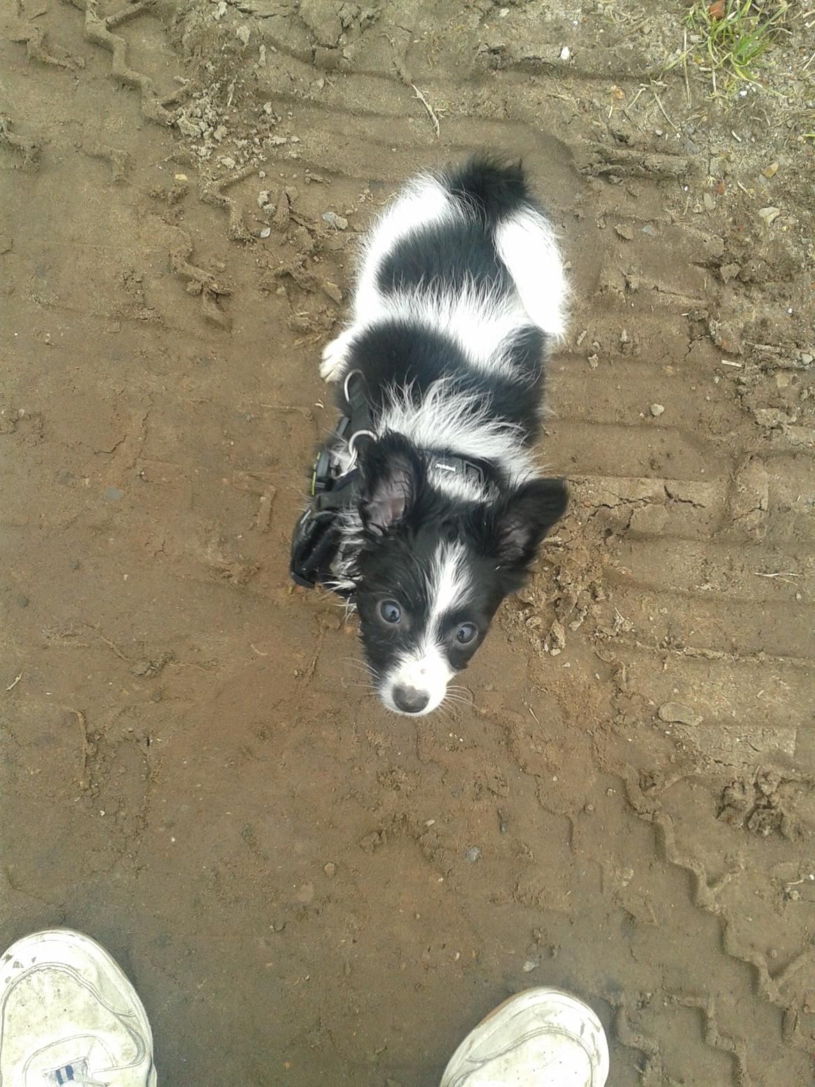 Blanding af racer Kani billede 15