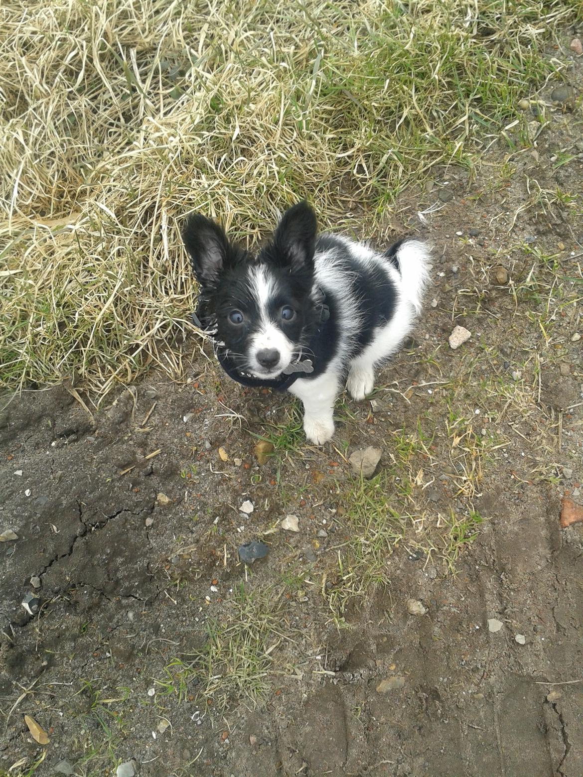 Blanding af racer Kani billede 16