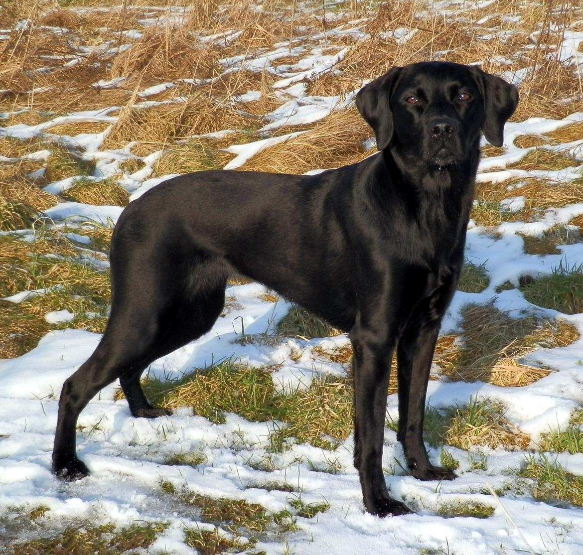 Labrador retriever Laika - Taget februar 2013 billede 1