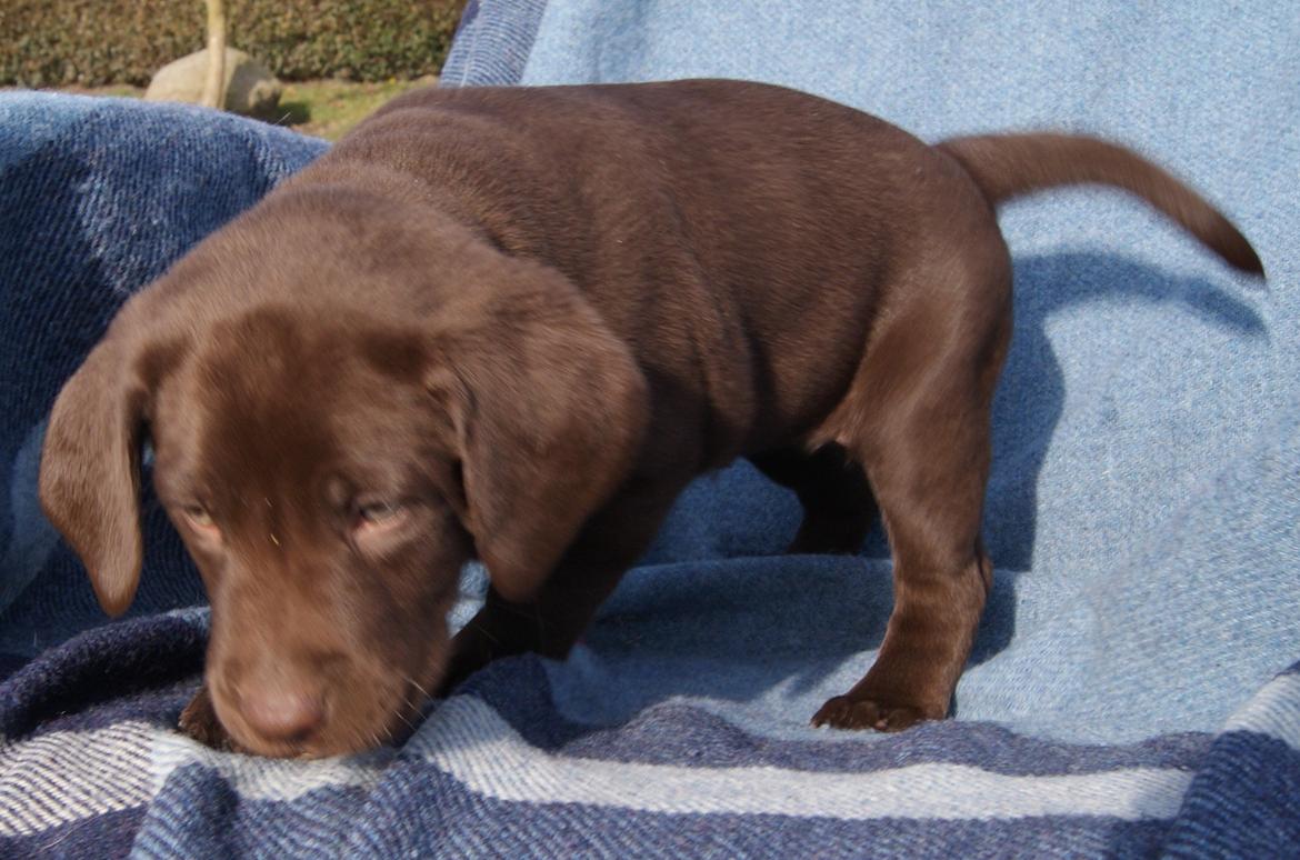 Labrador retriever ANTON - 6 uger billede 3