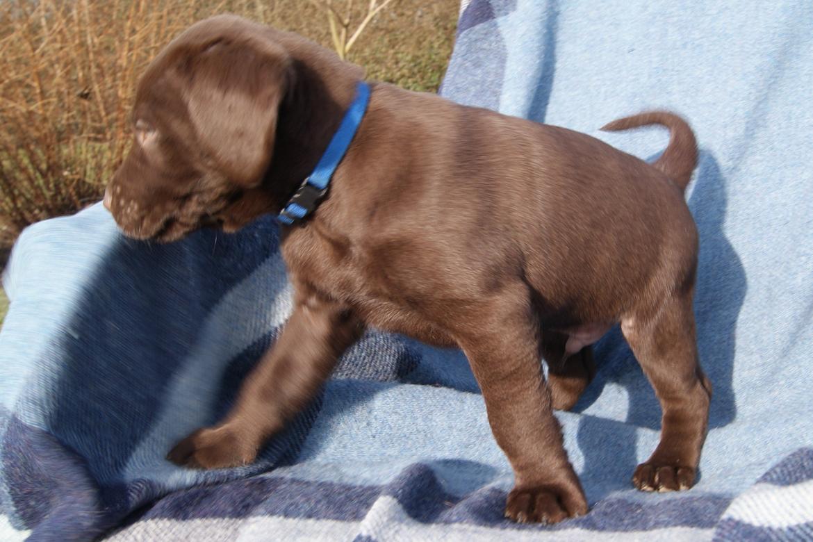 Labrador retriever ANTON - 6 uger billede 4