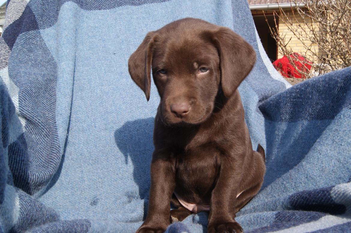 Labrador retriever ANTON - 6 uger billede 5