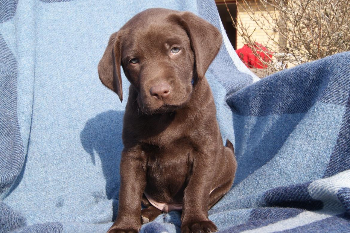 Labrador retriever ANTON - 6 uger billede 1