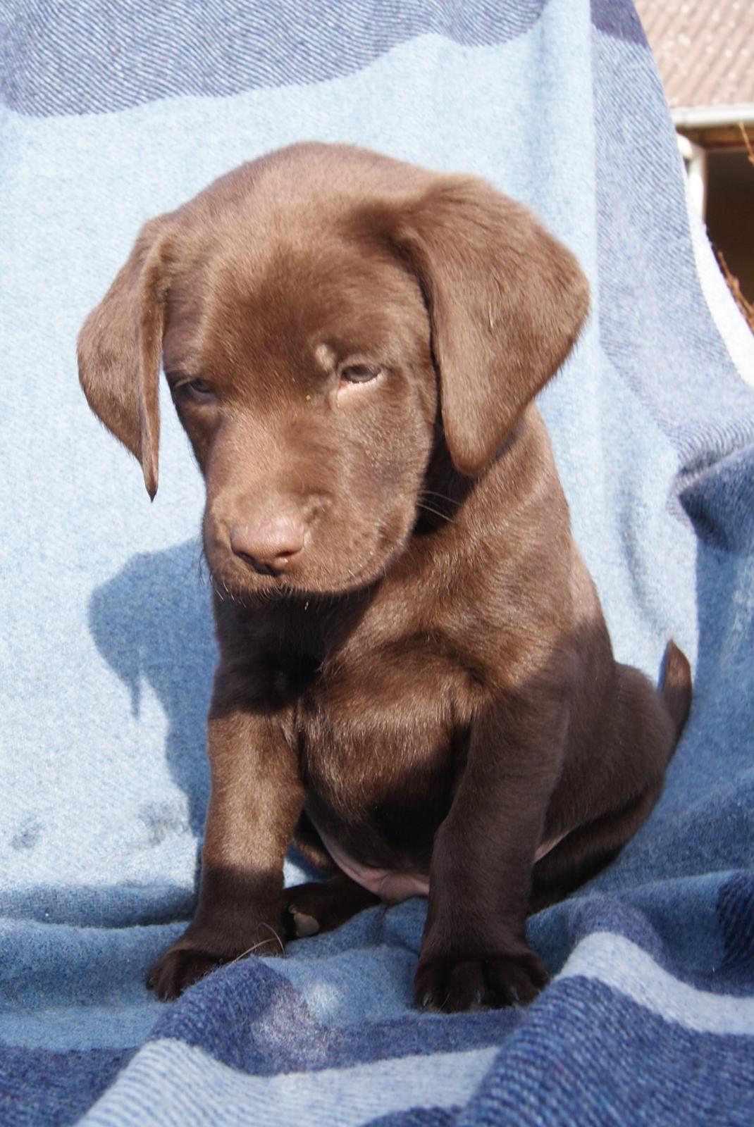 Labrador retriever ANTON - 6 uger billede 6