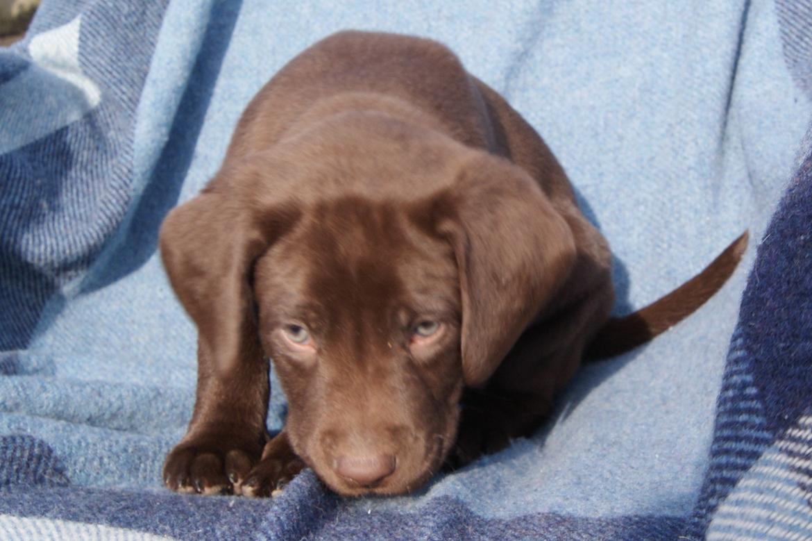 Labrador retriever ANTON - 6 uger billede 7