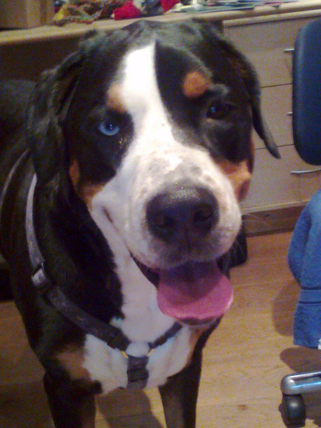 Grosser schweizer sennenhund Geske billede 1