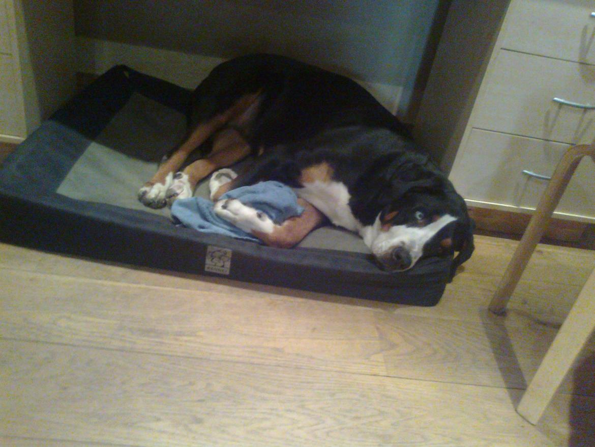 Grosser schweizer sennenhund Geske billede 7