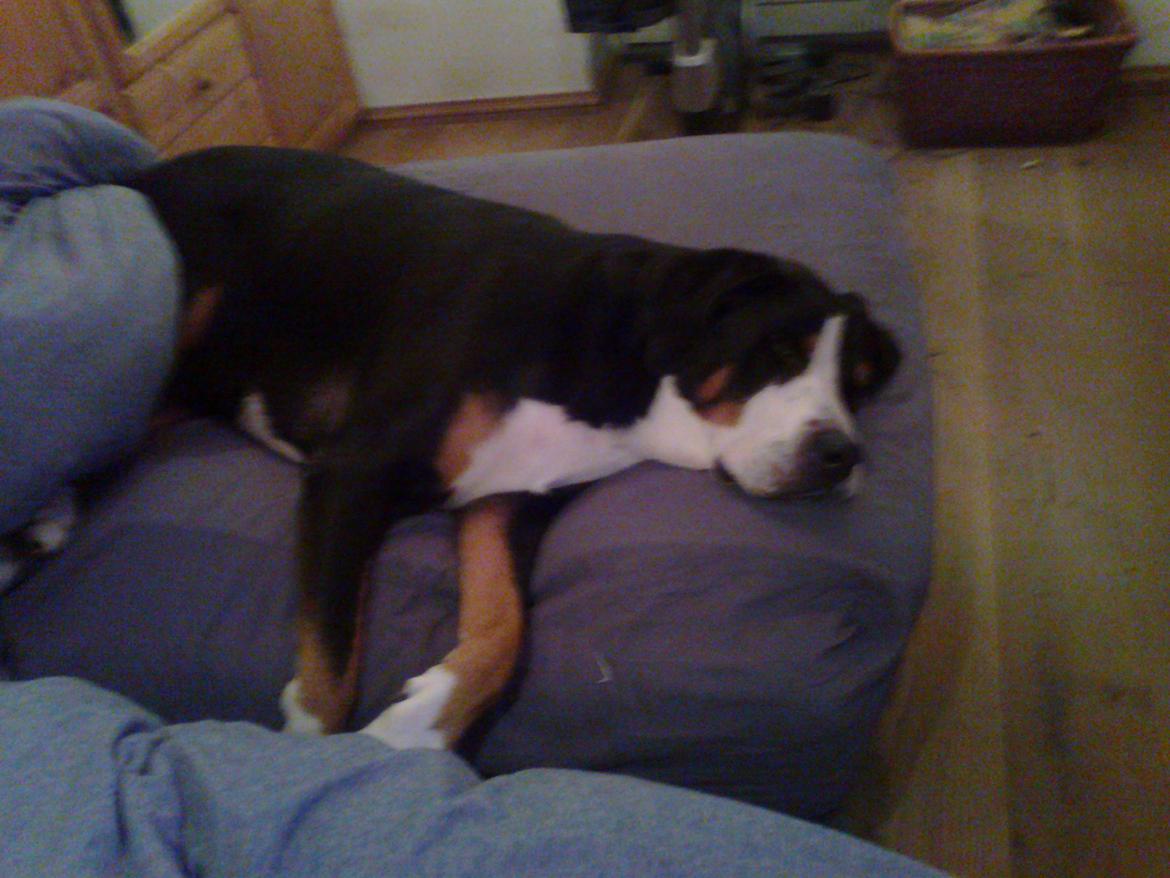 Grosser schweizer sennenhund Geske billede 8