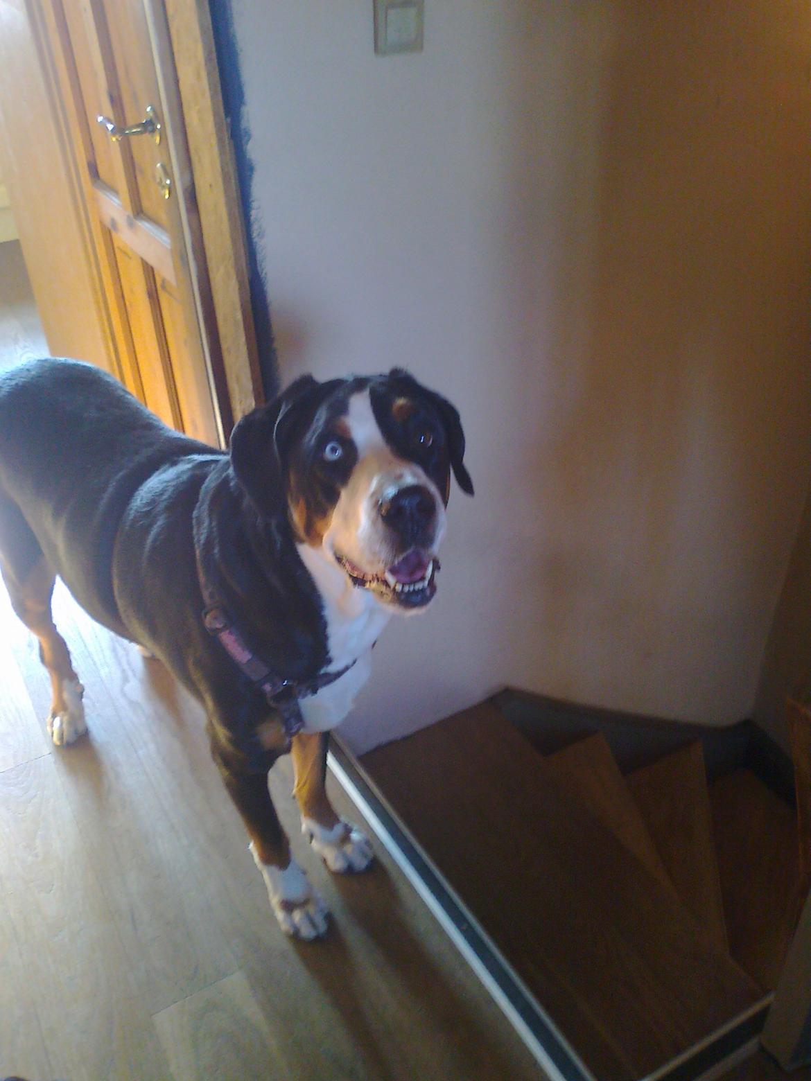 Grosser schweizer sennenhund Geske billede 9