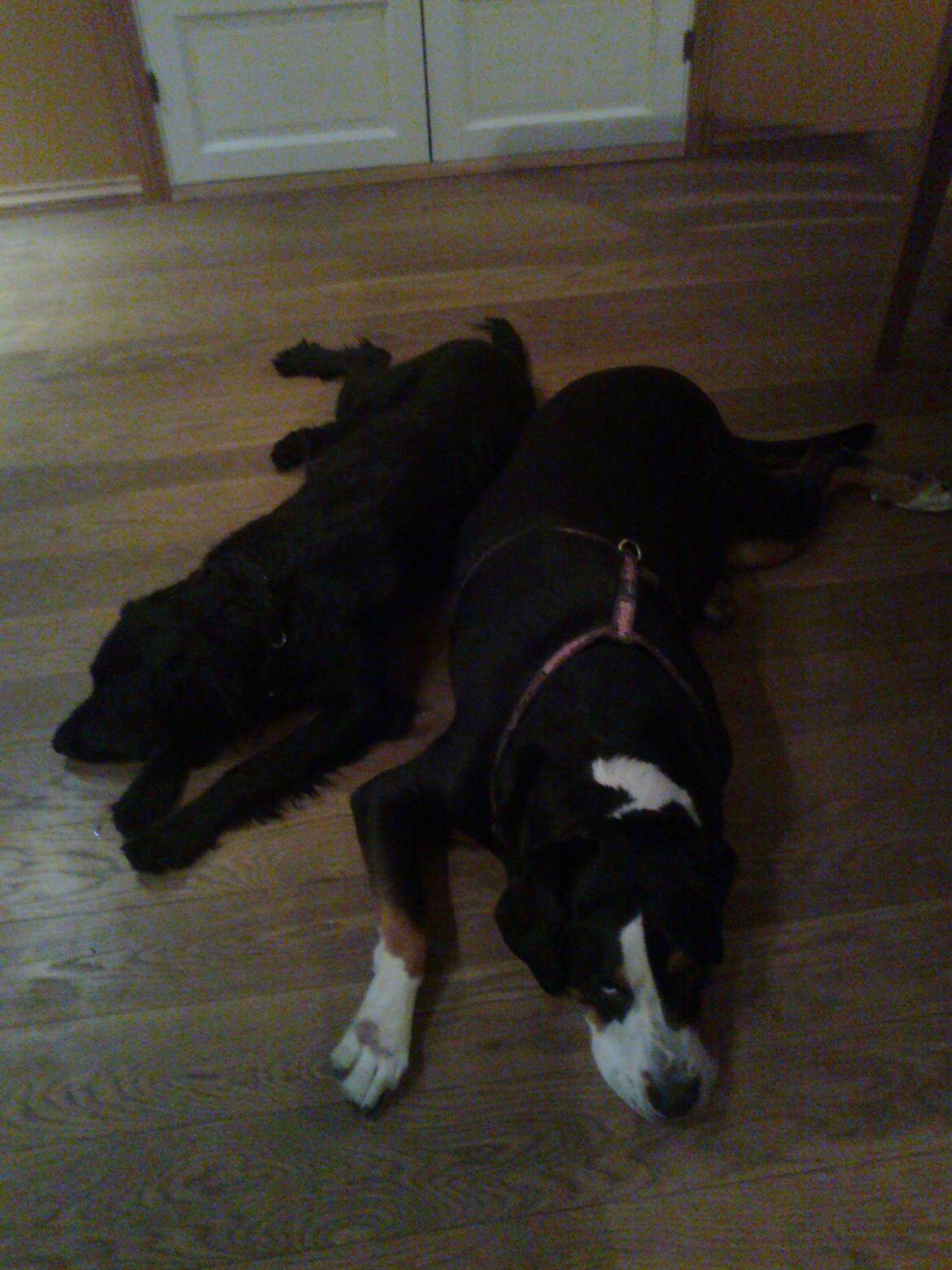 Grosser schweizer sennenhund Geske billede 10