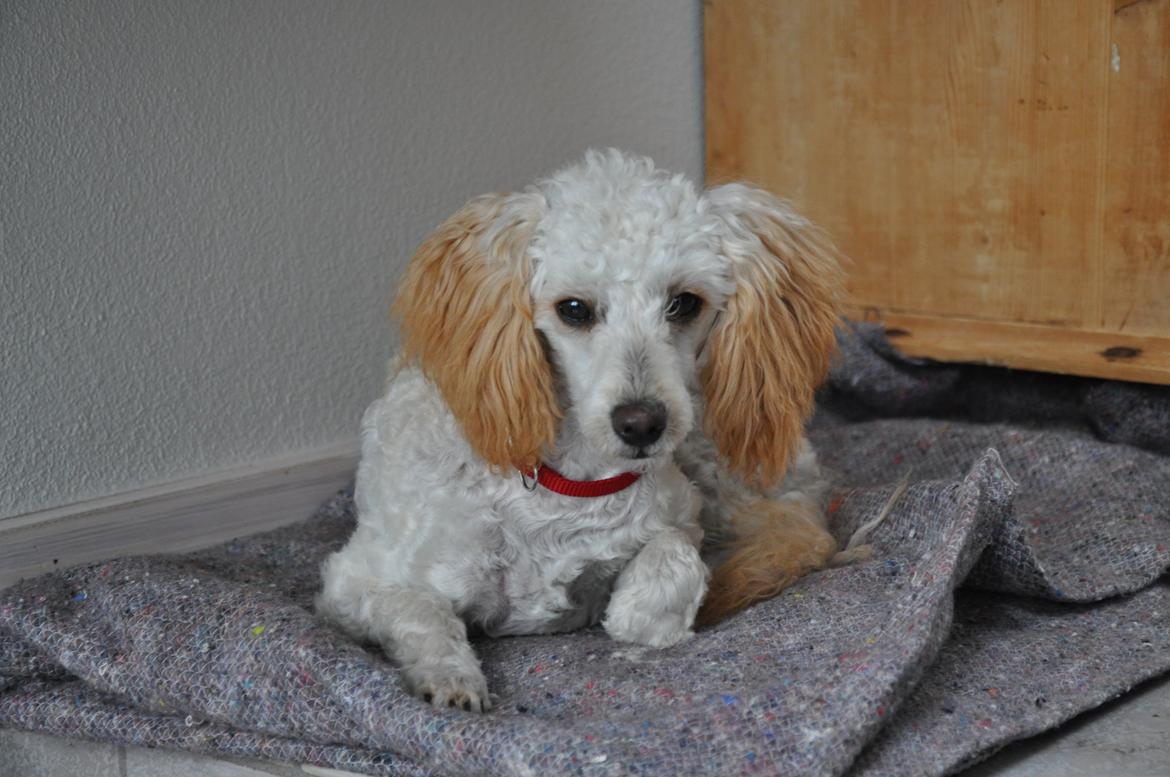 Dværgpuddel Bella - Søøøde :-) billede 14