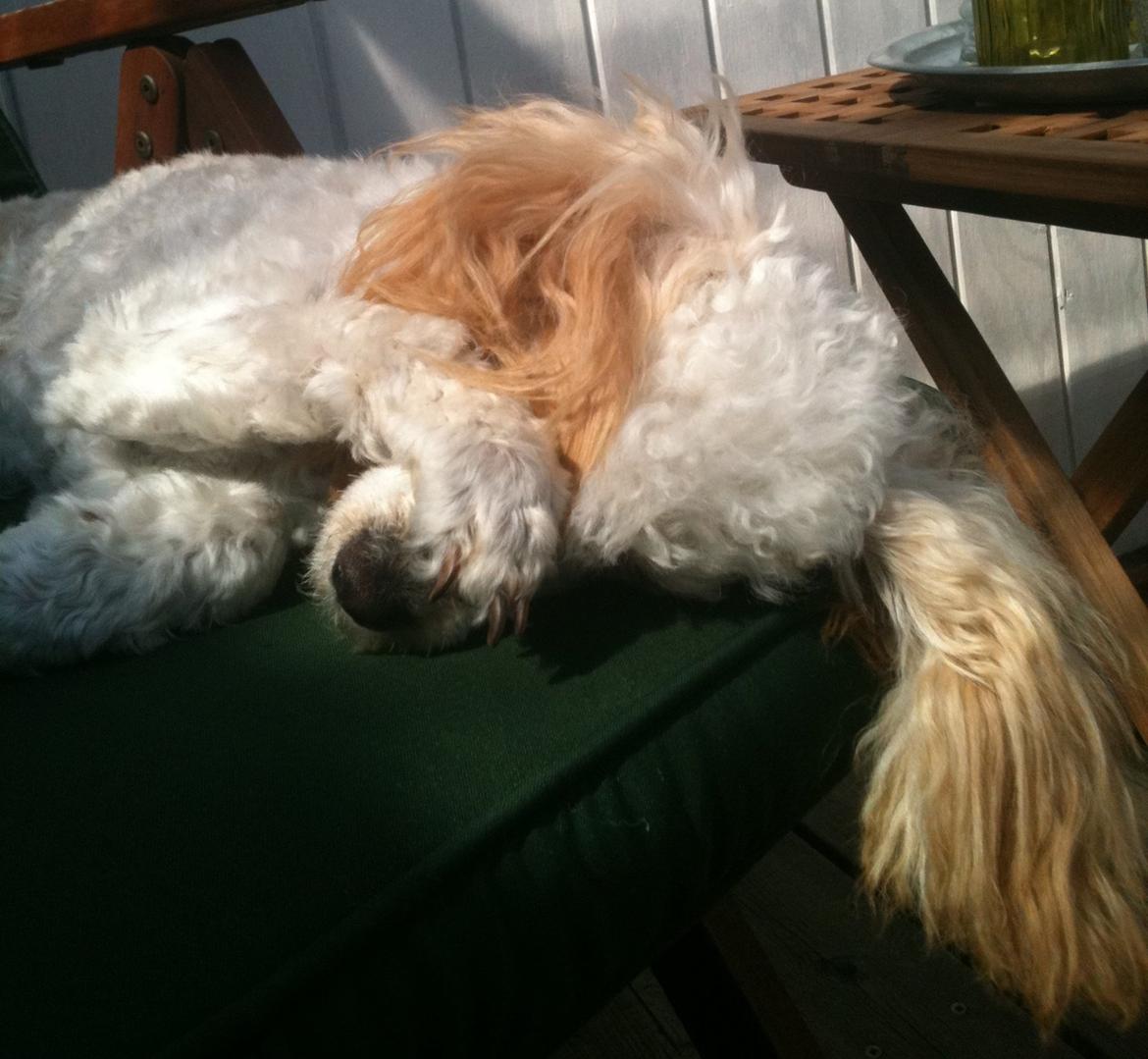 Dværgpuddel Bella - <3 billede 20