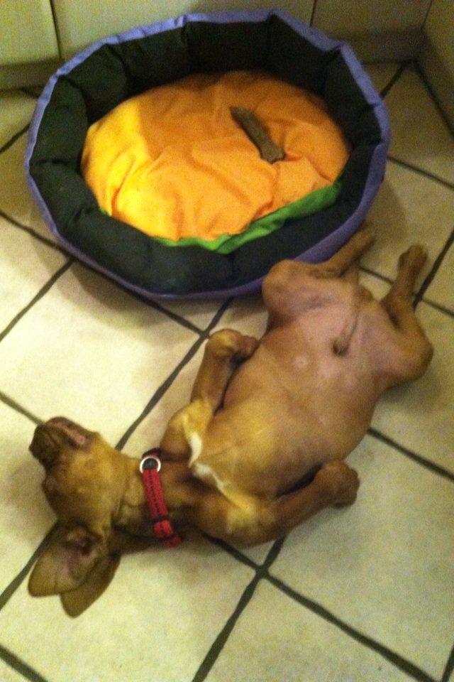 Dogue de bordeaux Hannibal - Gulv varmen var bedre :) billede 2