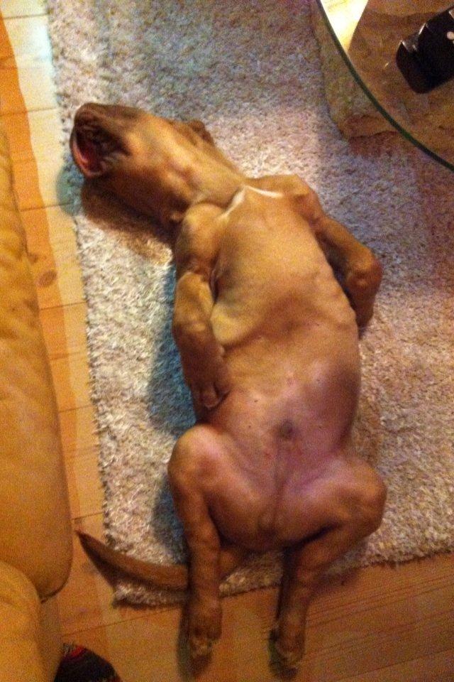 Dogue de bordeaux Hannibal - Man ligger bedst på ryggen.. Hehe billede 3