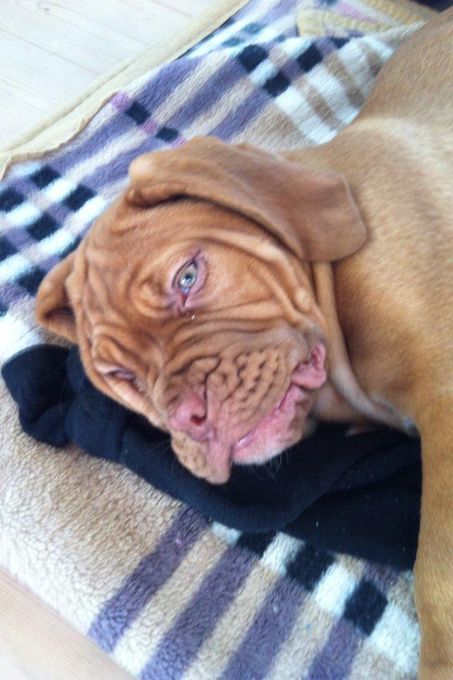 Dogue de bordeaux Hannibal billede 4
