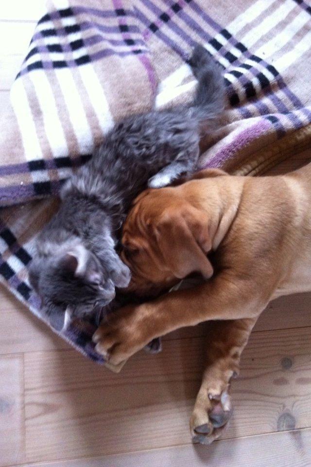 Dogue de bordeaux Hannibal - Hans bedste ven <3 billede 5