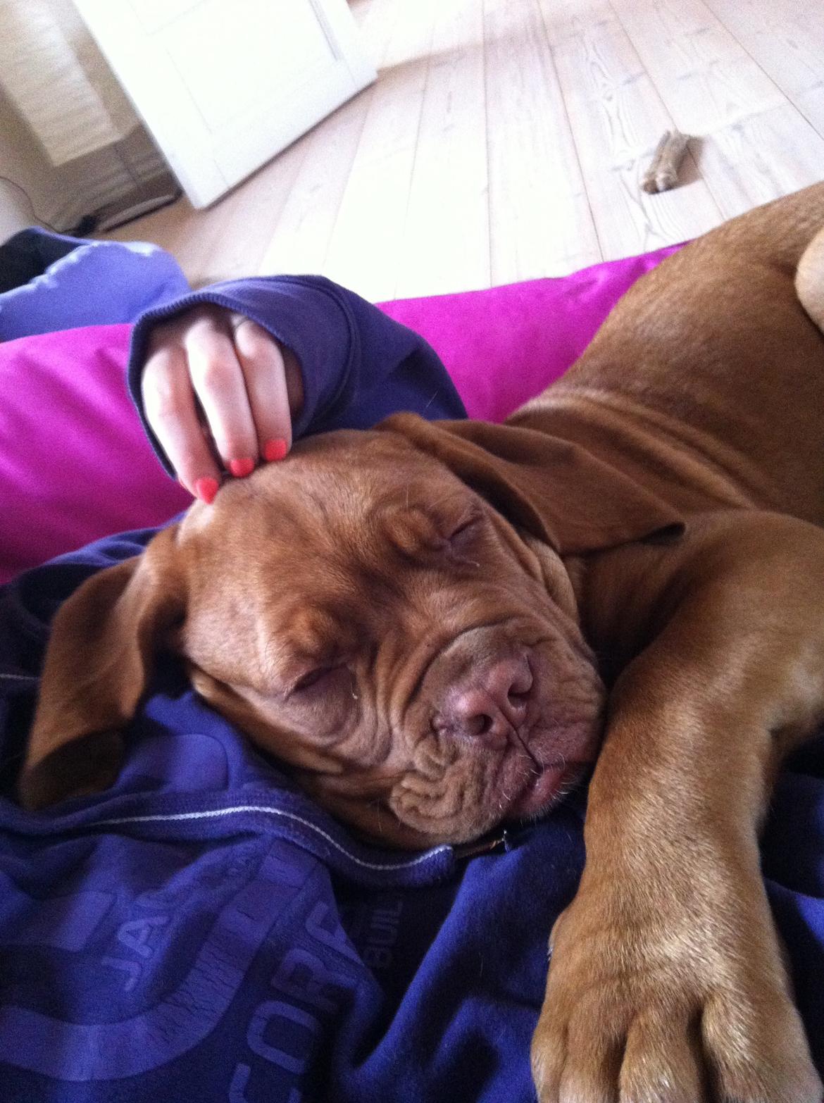 Dogue de bordeaux Hannibal - 14 uger og 22 kg :D billede 1