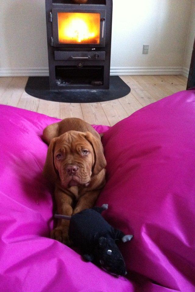 Dogue de bordeaux Hannibal - Husets bedste plads :) billede 6