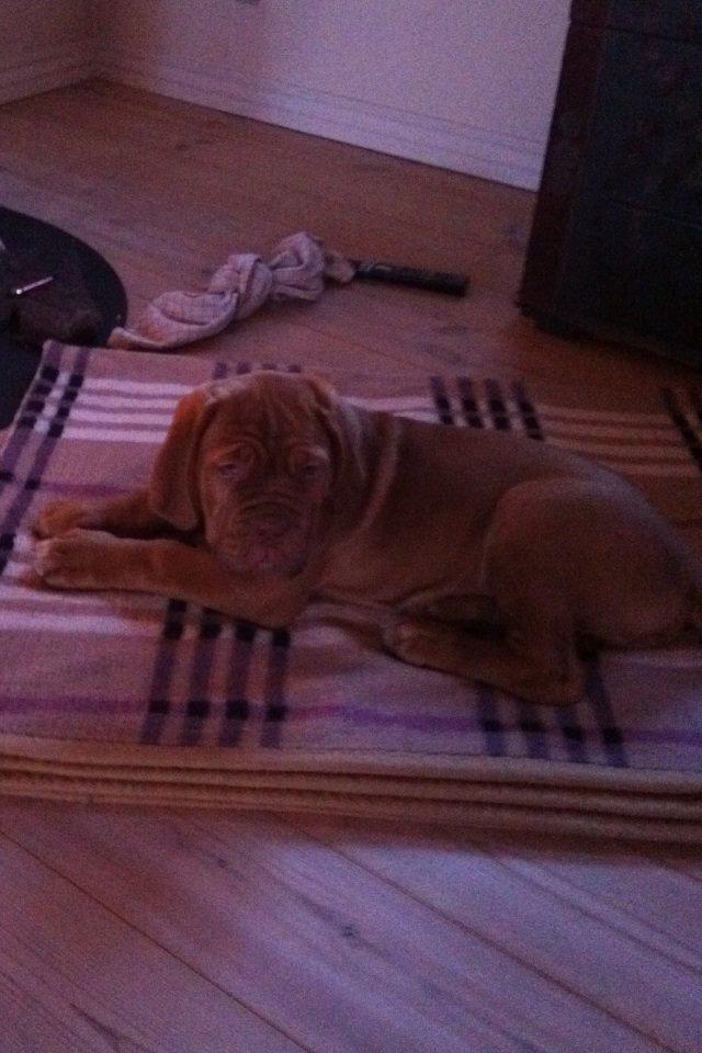Dogue de bordeaux Hannibal billede 7