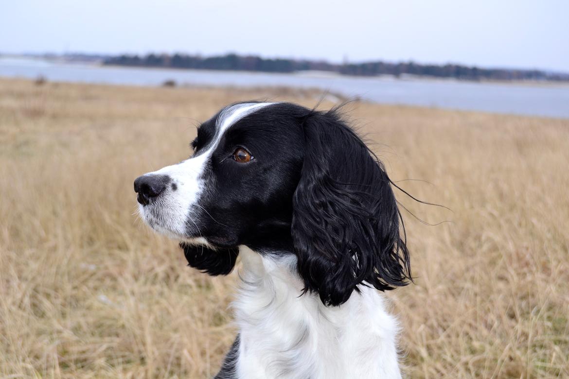 Field Trial spaniel Sif billede 18