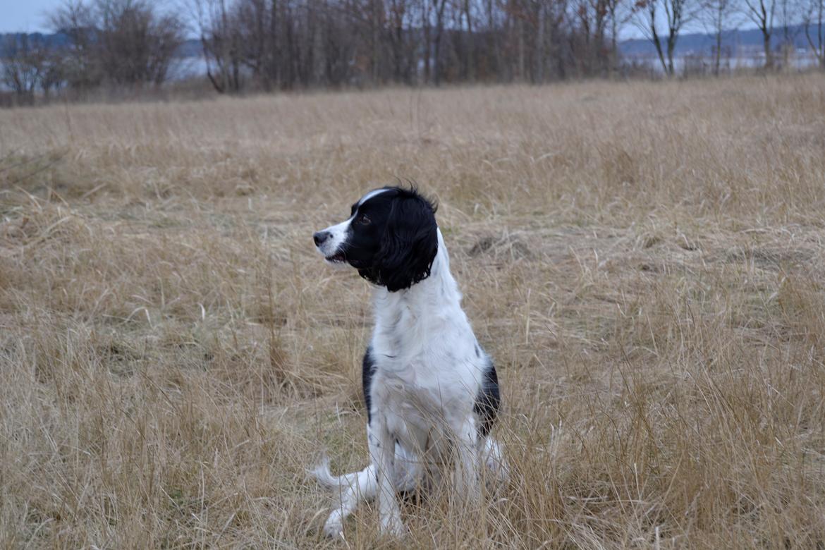 Field Trial spaniel Sif billede 20