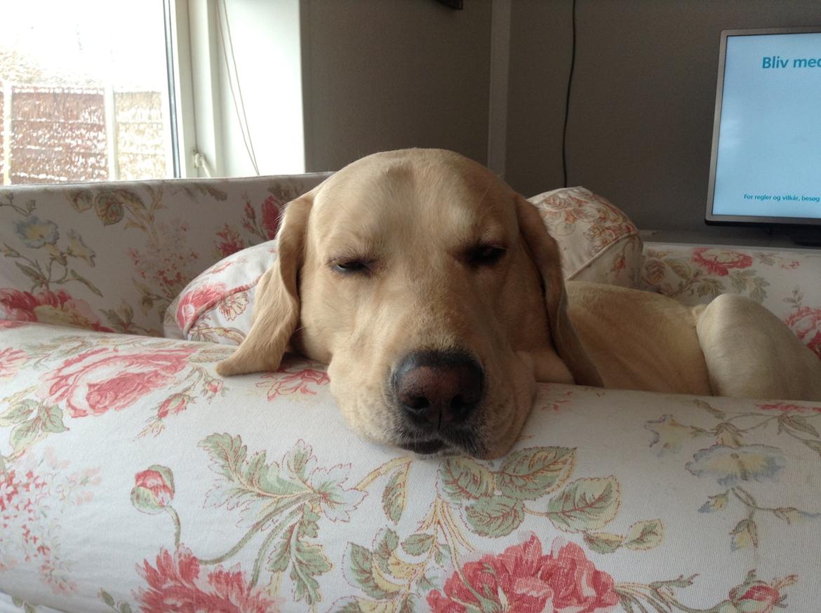 Blanding af racer ozzy ( modt. Parring) billede 16