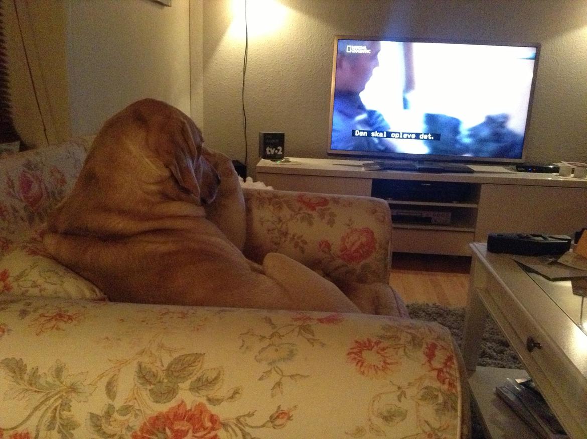 Blanding af racer ozzy ( modt. Parring) billede 17