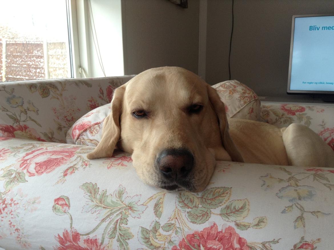 Blanding af racer ozzy ( modt. Parring) billede 18