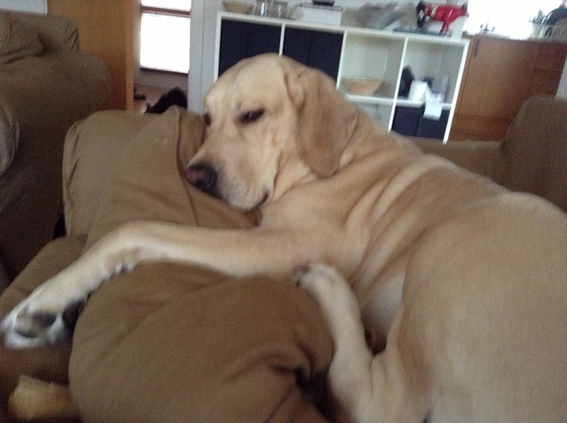 Blanding af racer ozzy ( modt. Parring) billede 19