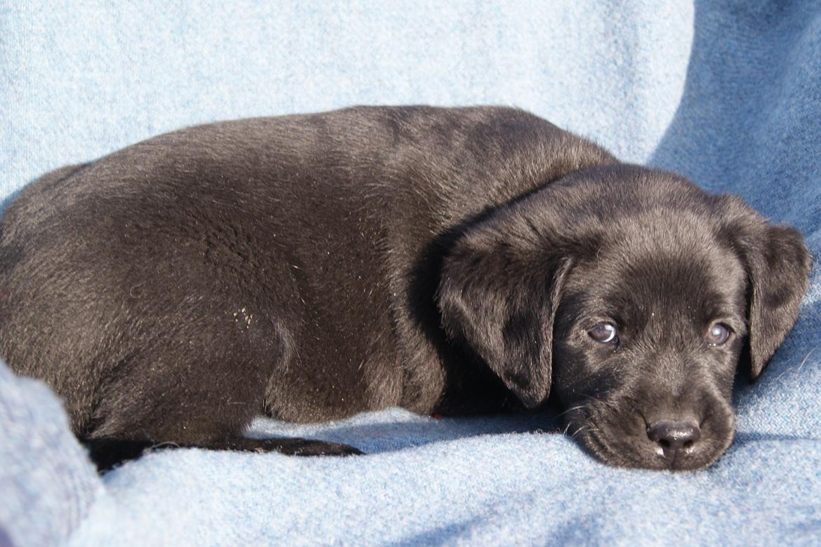 Labrador retriever BRUTUS - 6 uger billede 2