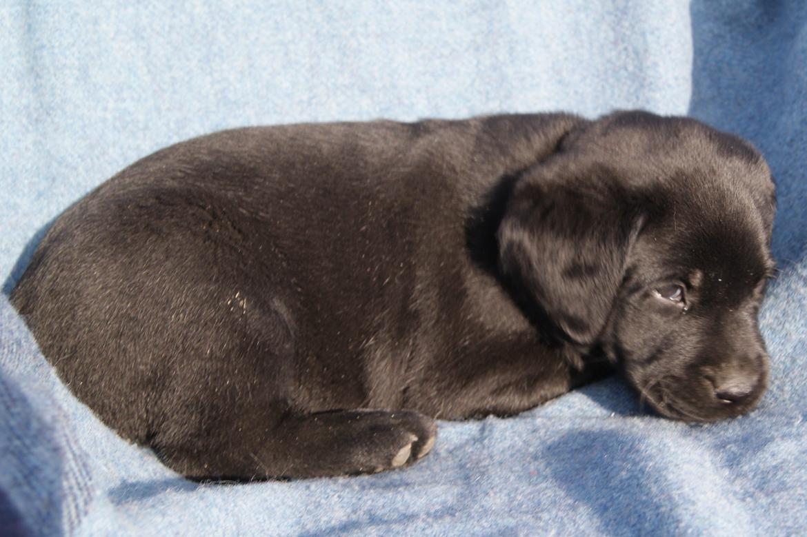 Labrador retriever BRUTUS - 6 uger billede 3