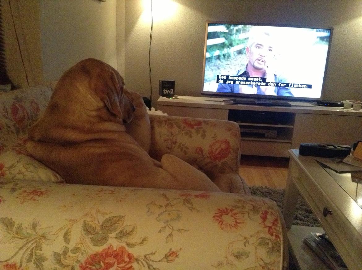 Blanding af racer ozzy ( modt. Parring) billede 20