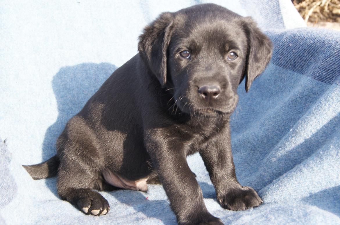 Labrador retriever BRUTUS - 6 uger billede 4