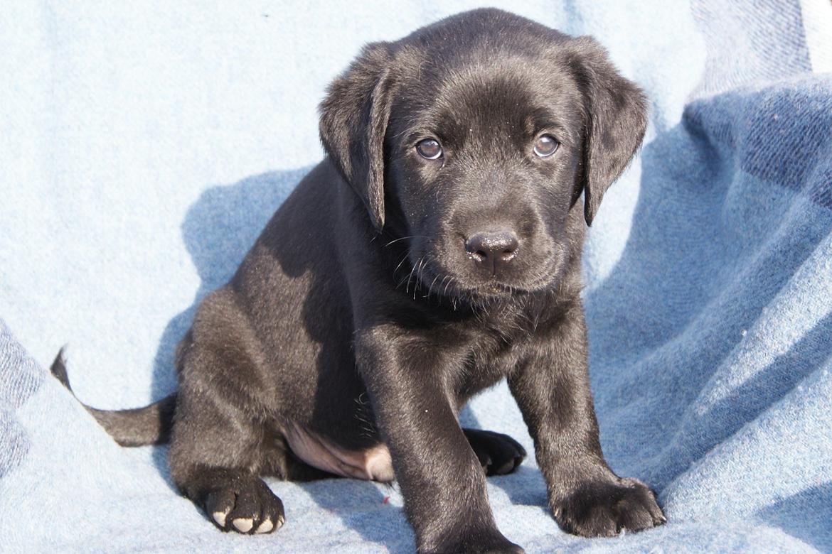 Labrador retriever BRUTUS - 6 uger billede 5