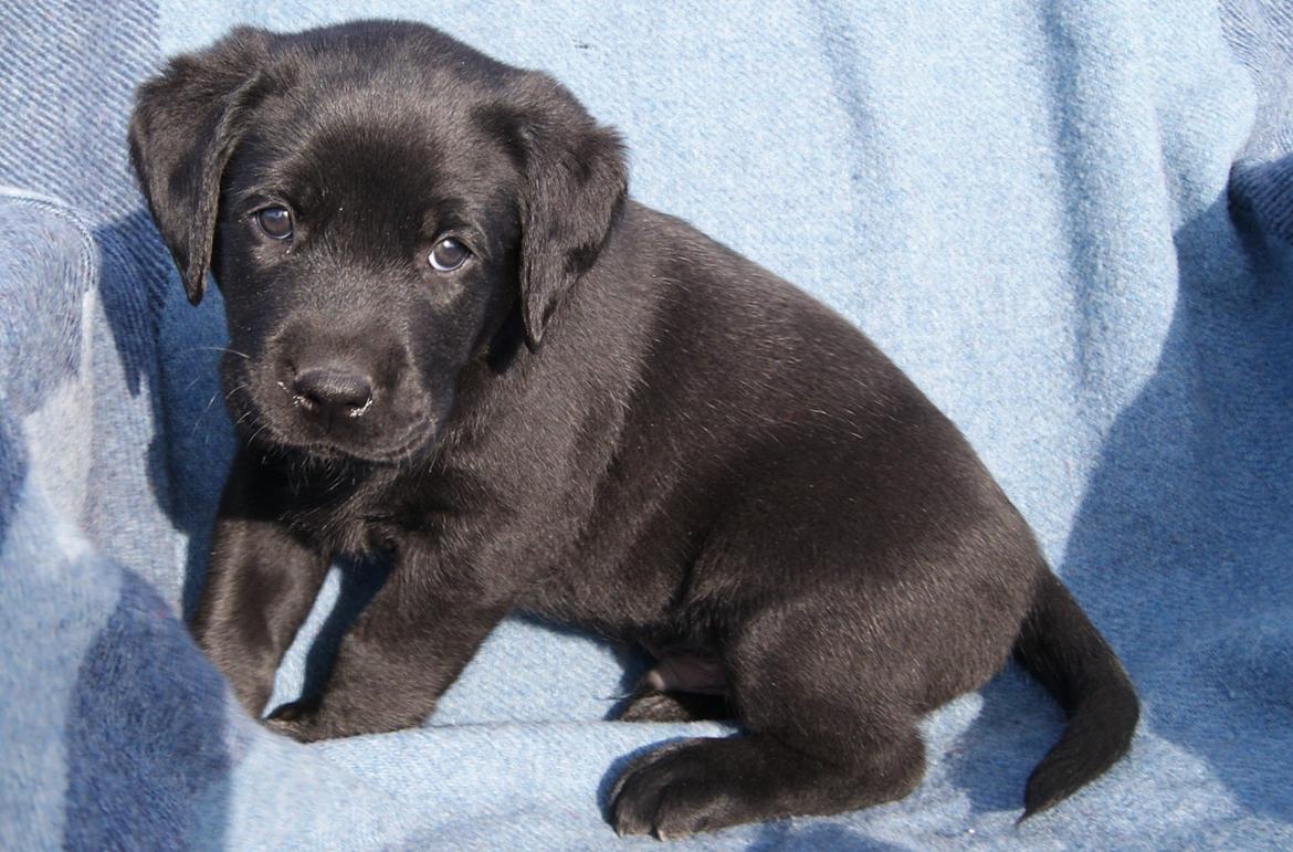 Labrador retriever BRUTUS - 6 uger billede 1