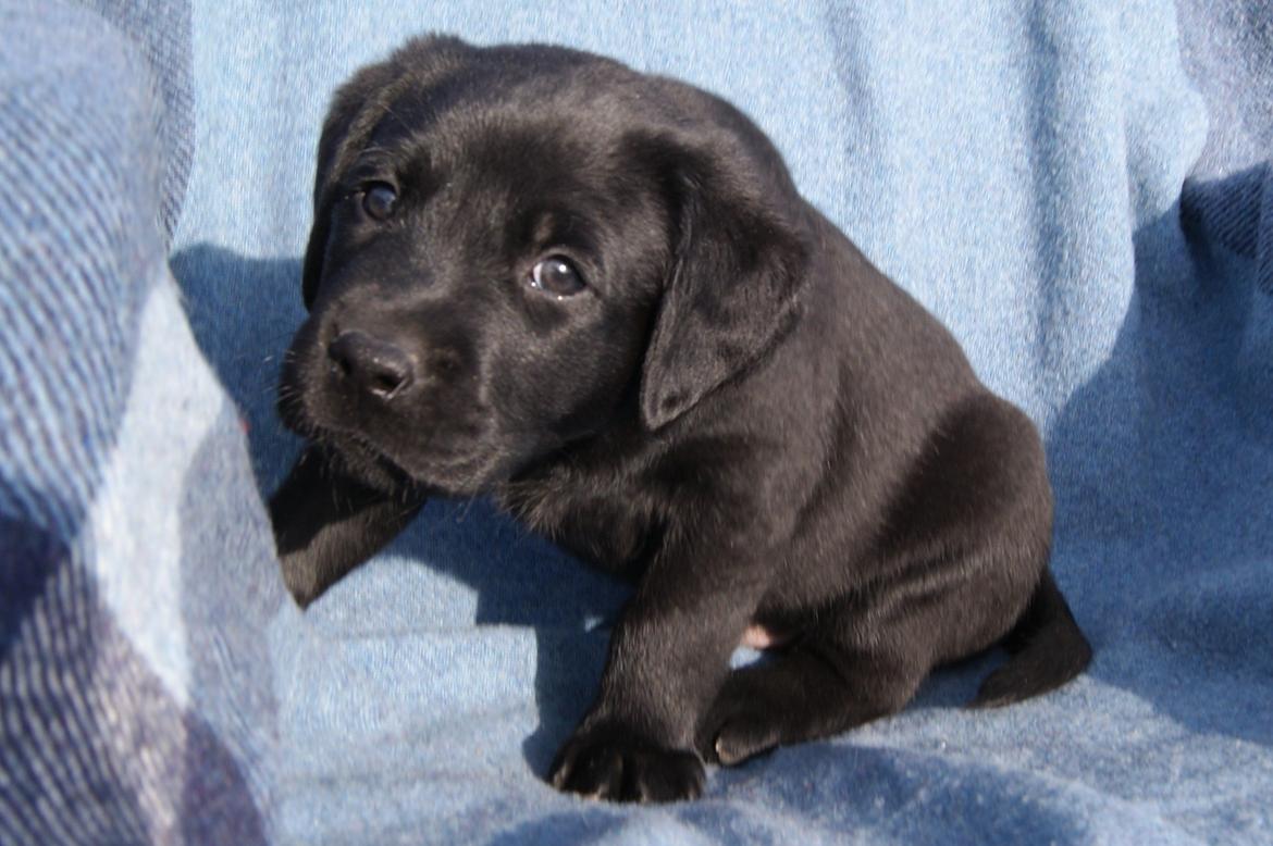 Labrador retriever BRUTUS - 6 uger billede 6