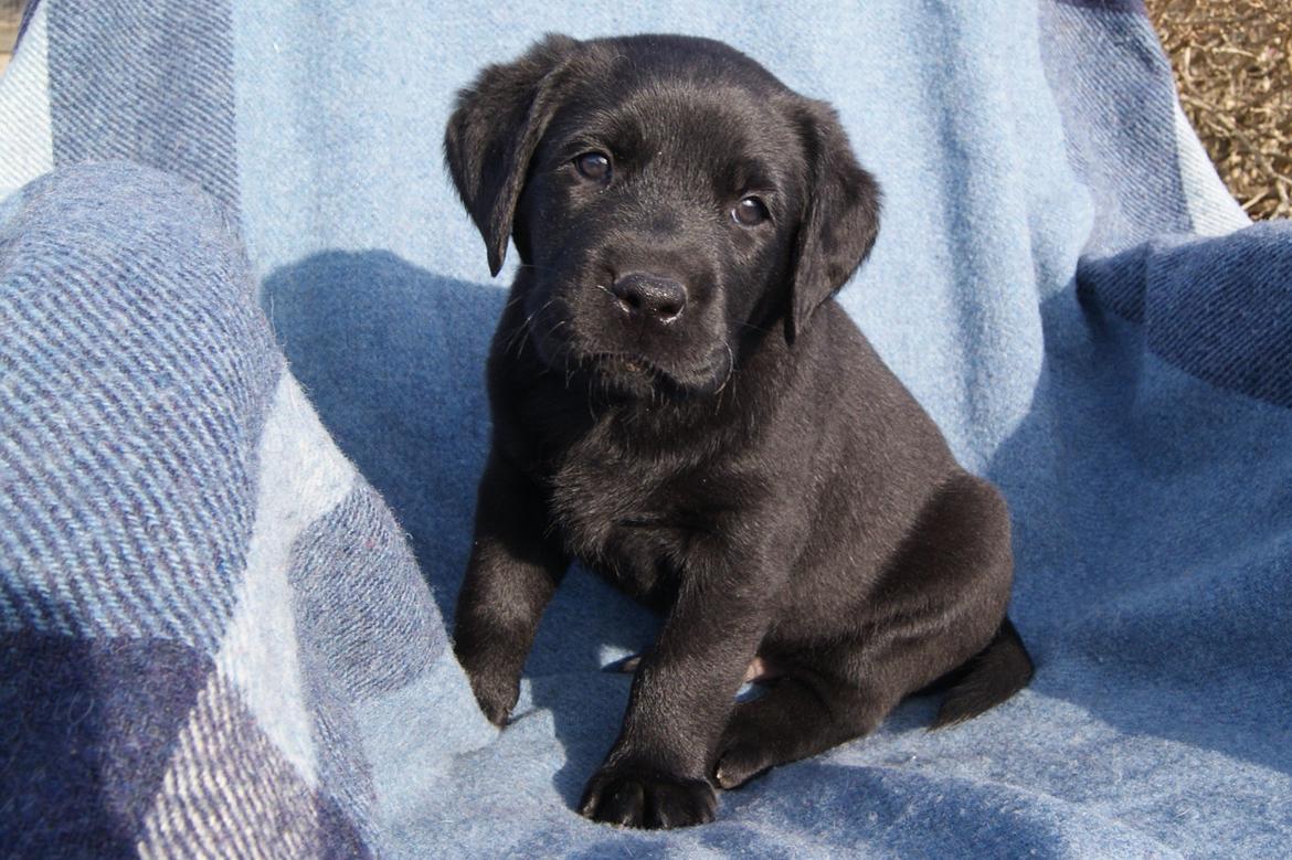 Labrador retriever BRUTUS - 6 uger billede 7