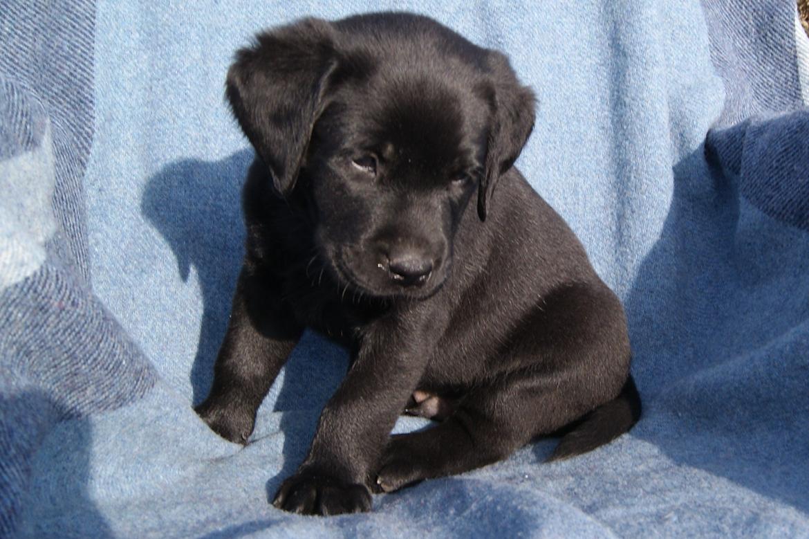 Labrador retriever BRUTUS - 6 uger billede 8
