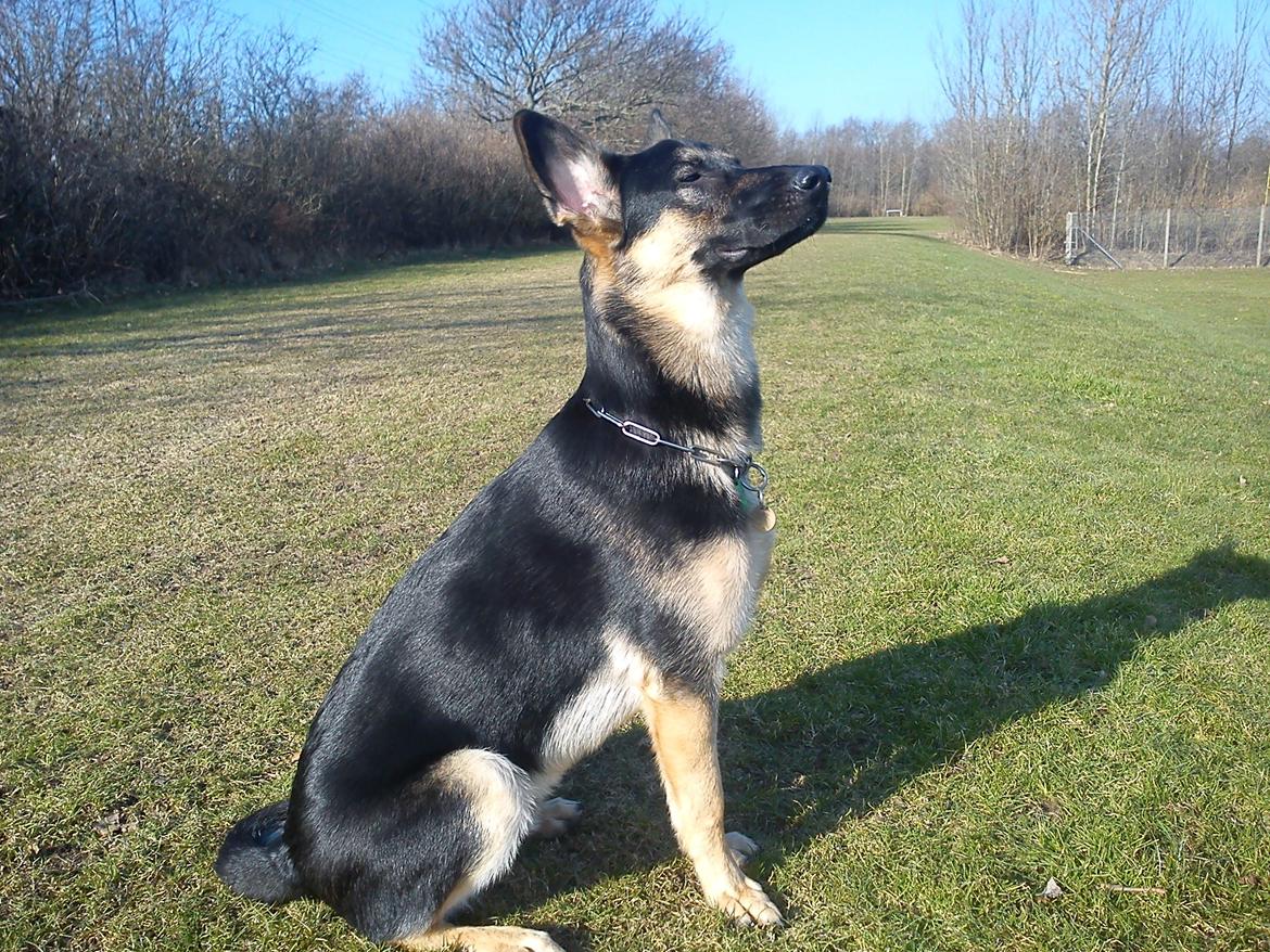 Blanding af racer Lex billede 1