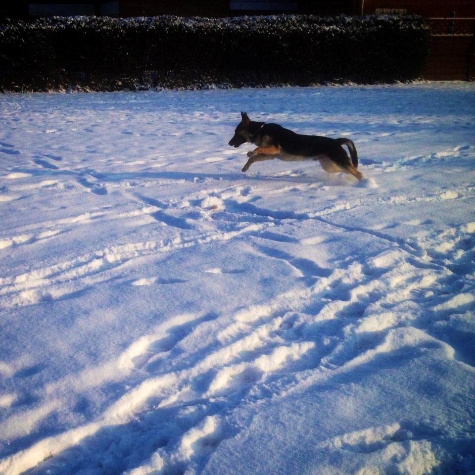 Blanding af racer Lex billede 2