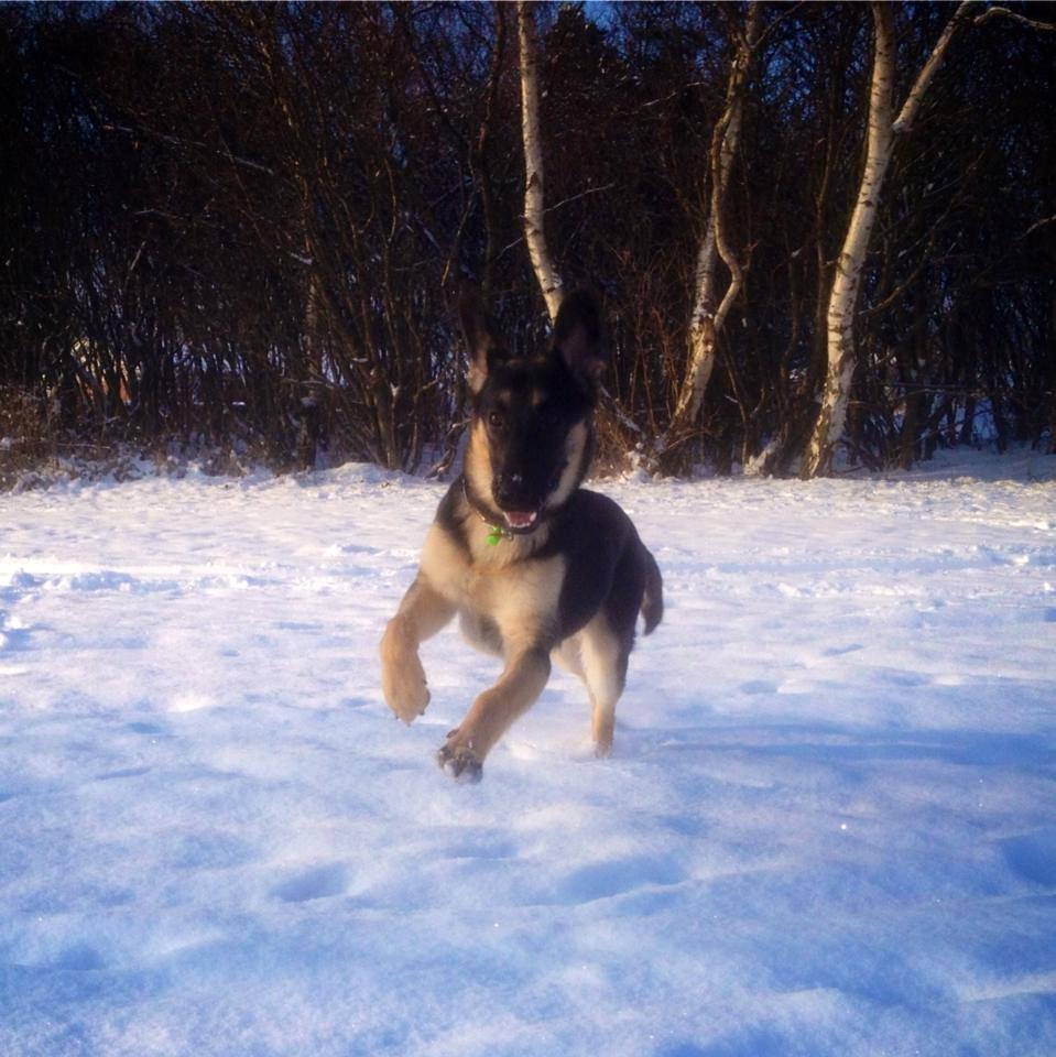 Blanding af racer Lex billede 3