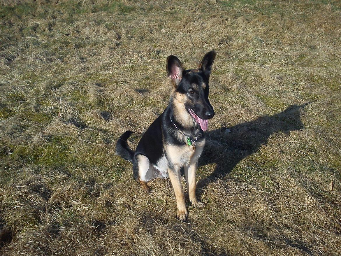 Blanding af racer Lex billede 4