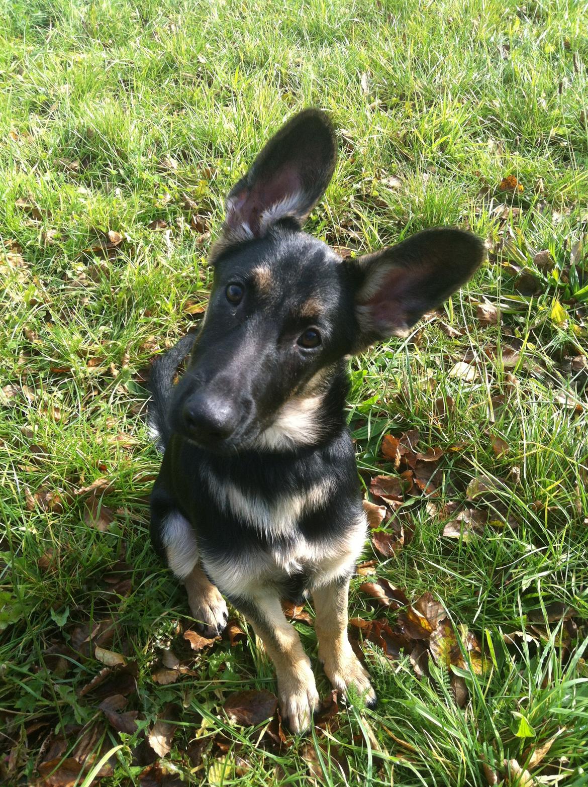 Blanding af racer Lex billede 5