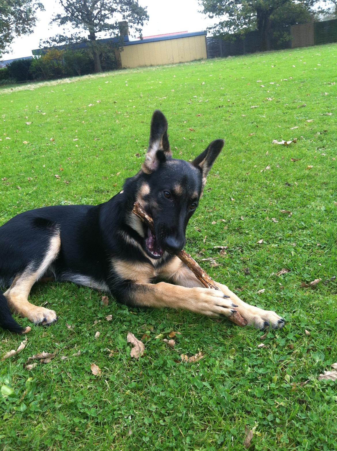 Blanding af racer Lex billede 6