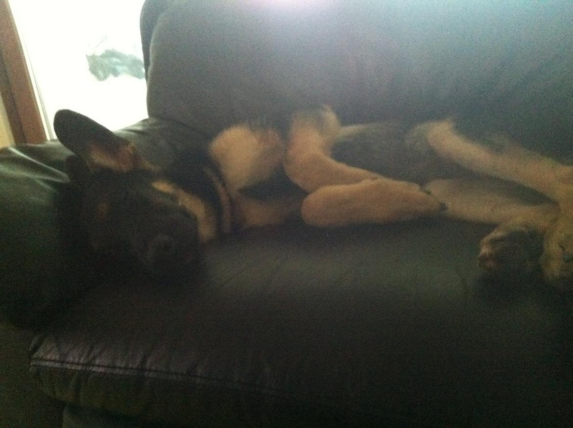 Blanding af racer Lex billede 7