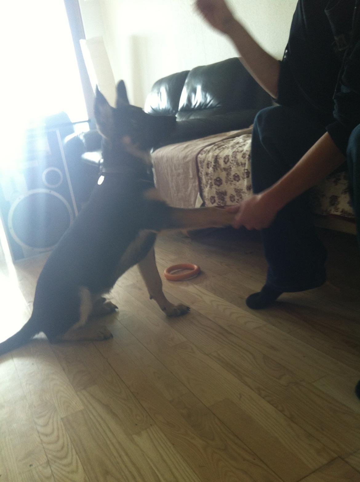 Blanding af racer Lex billede 8